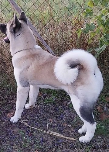 Američka akita, parenje - 7