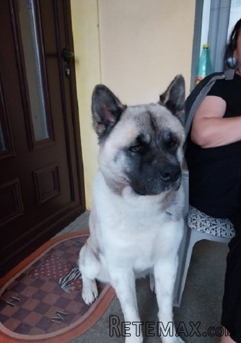 Američka akita, parenje - 8