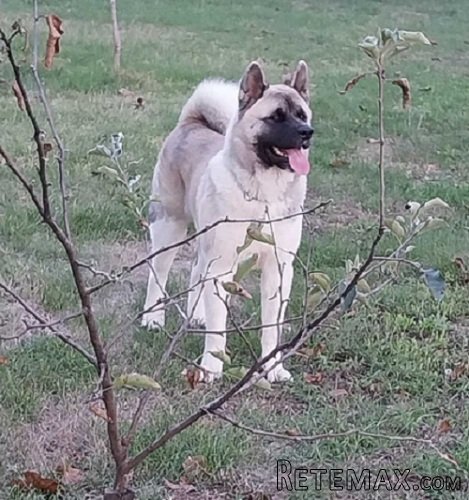 Američka akita, parenje - 9