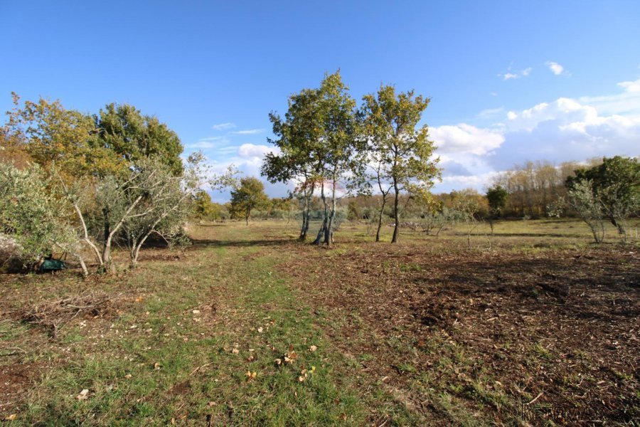 Istra,Kaštelir, Labinci, poljoprivredno zemljište, 8 578 m2 - 2