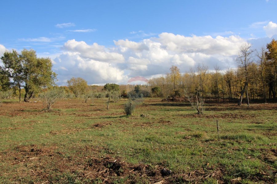Istra,Kaštelir, Labinci, poljoprivredno zemljište, 8 578 m2 - 5