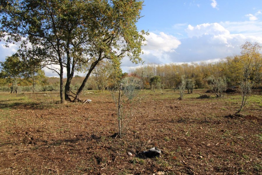 Istra,Kaštelir, Labinci, poljoprivredno zemljište, 8 578 m2 - 6