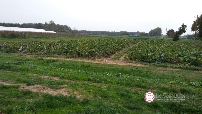 For Sale Land, Farm Massarosa - 2