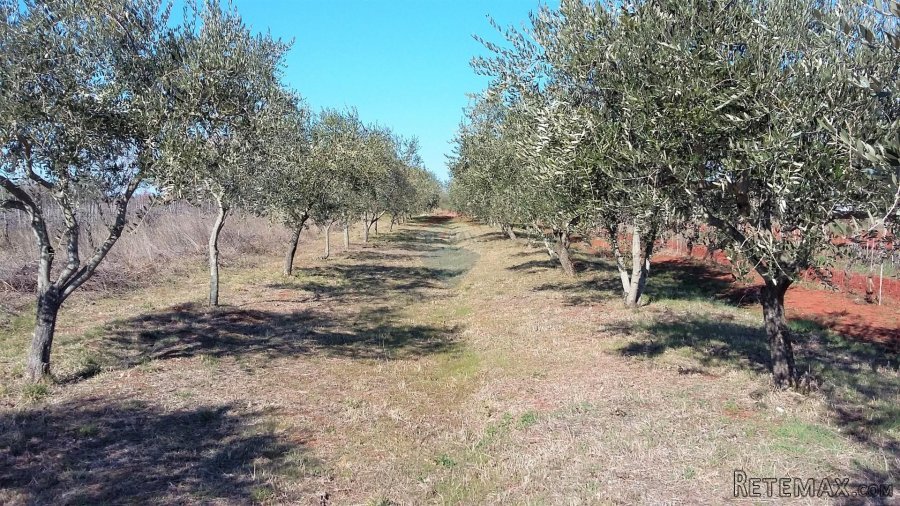 Umag, poljoprivredni teren, atraktivna lokacija blizu mora