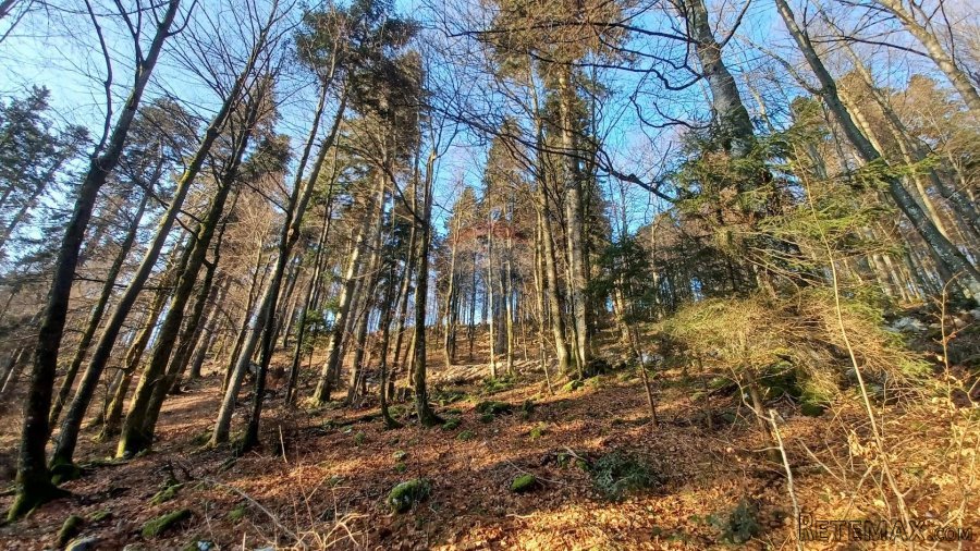 Delnice - Šuma 8341 m2