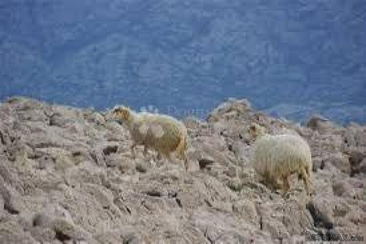 Prodaja Poljoprivrednog Zemljišta na Otoku Pagu, Povljana
