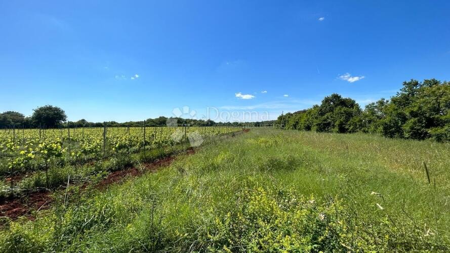 Poljoprivredno Zemljište u Muntiću: 1971 m²