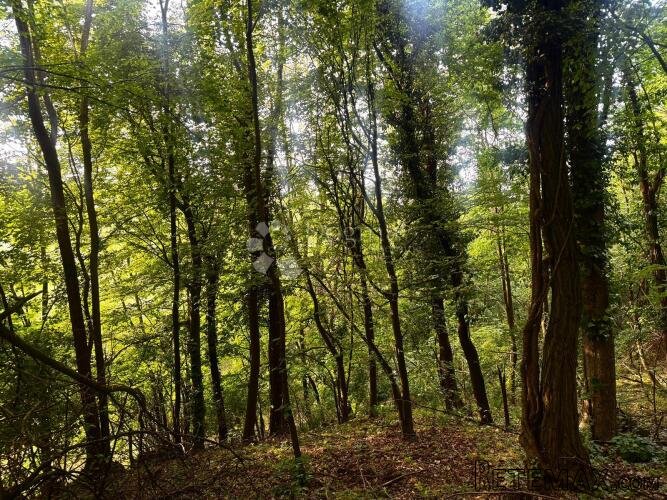 Vinica Breg – vinograd, šuma i gotovo 9.000 m² mira - 2