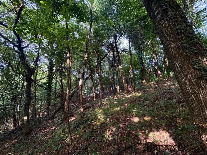 Vinica Breg – vinograd, šuma i gotovo 9.000 m² mira - 3