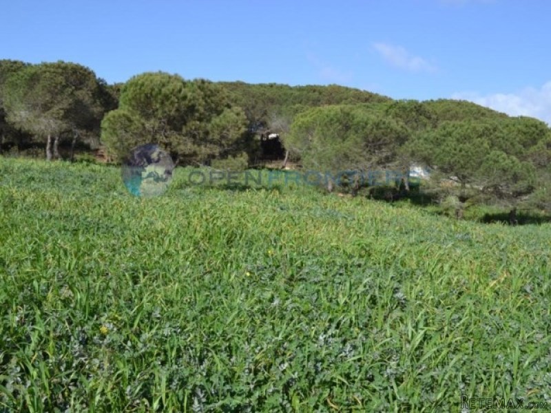 Sotogrande Alto: Various Plots With Sea.. - 2