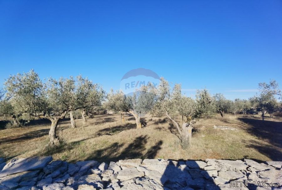 Istra, Fažana - vikend zemljište sa stoljetnim maslinama