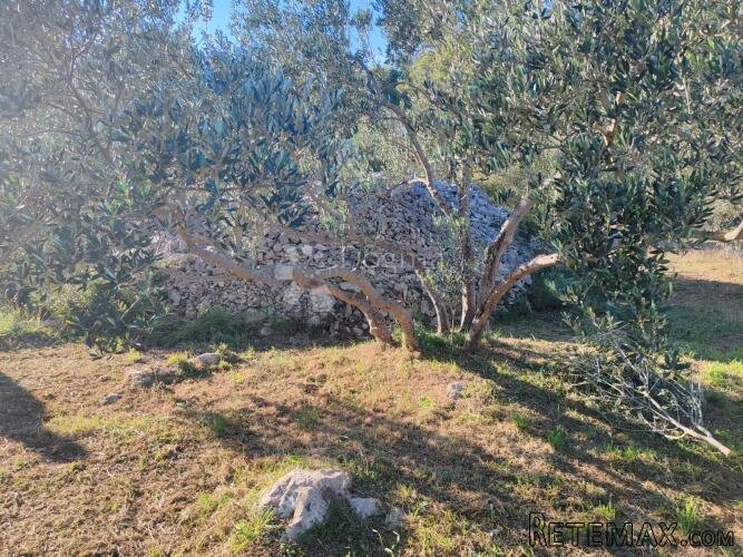 ZABLAĆE - ŠIBENIK - MASLINIK - 3