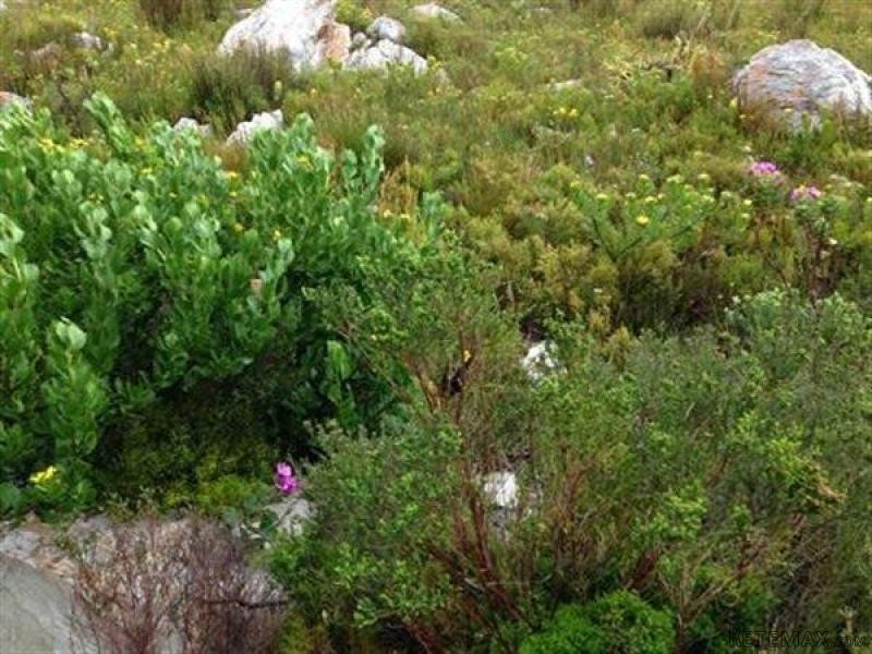 Bettys Bay Vacant Land, Bettys Bay - 2