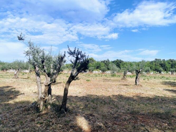 Prekrasan maslinik u okolici Raklja