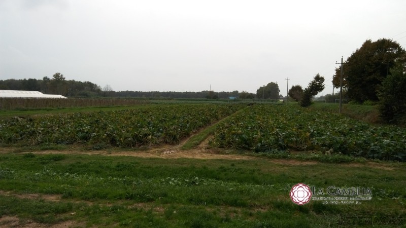For Sale Land, Farm Massarosa
