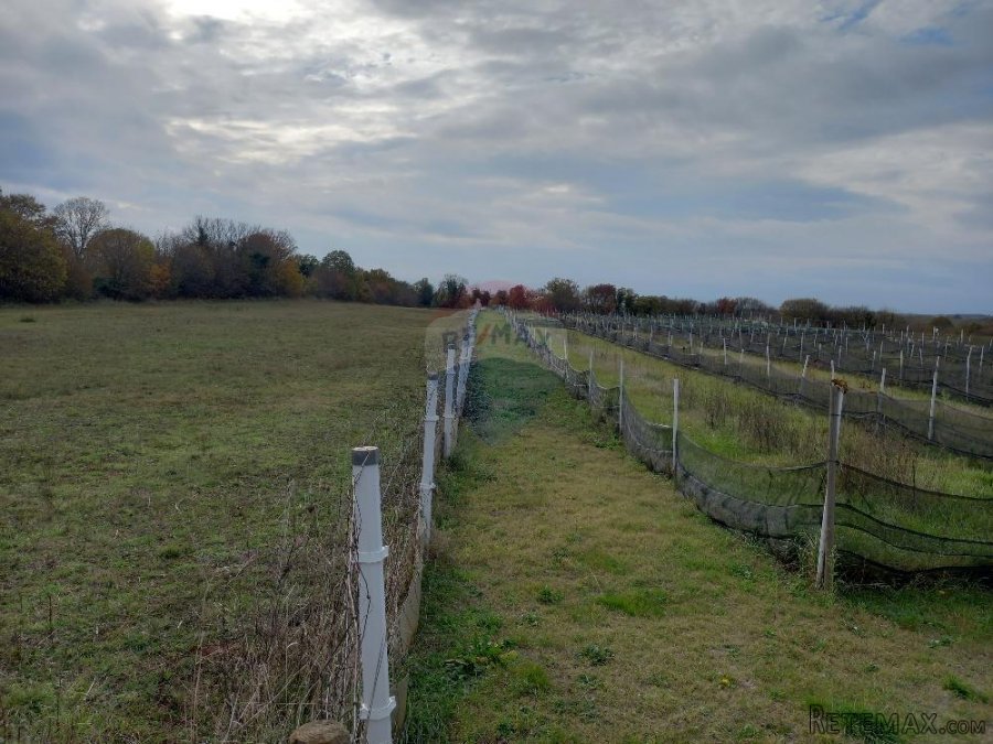 Istra, blizina istočne obale, Krnica, poljoprivredno zemljiš