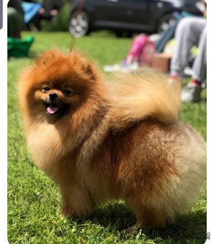 Pomeranac mužjak, spreman za parenje - 3