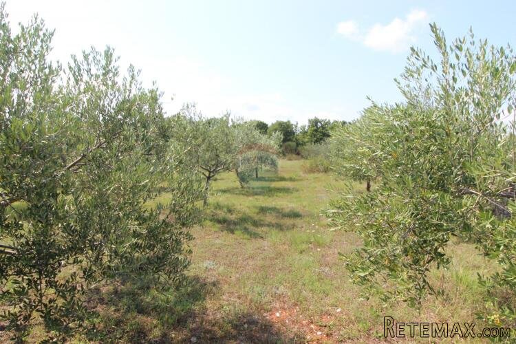 Istra,Vodnjan okolica,građevinsko-poljoprivredna parcela - 4