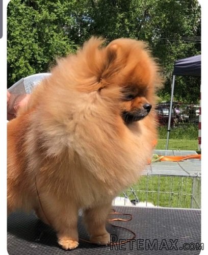 Pomeranac mužjak, spreman za parenje - 4
