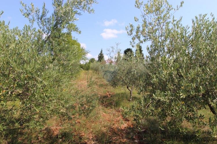 Istra,Vodnjan okolica,građevinsko-poljoprivredna parcela - 5