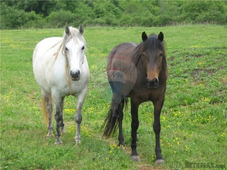 ISTRA- POLJ. ZEMLJIŠTE -32700M2, PORED ASFALTA - 4
