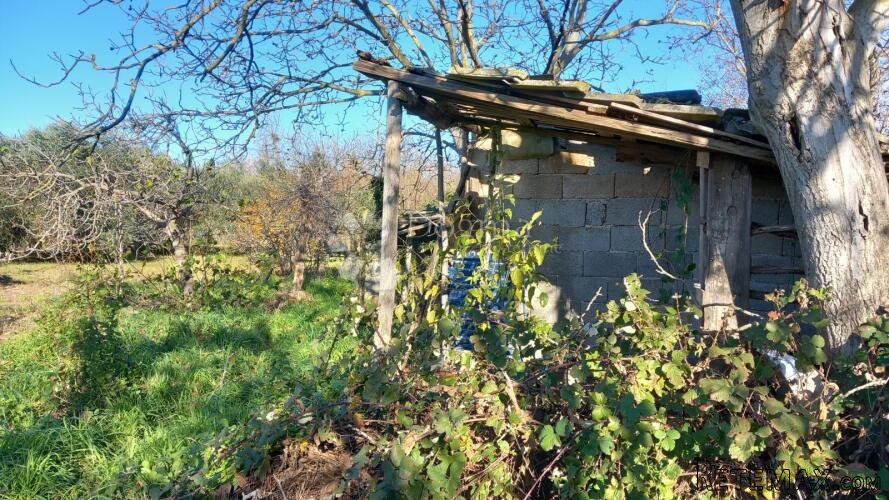 Građevinsko zemljište s maslinikom u Loborici - 2