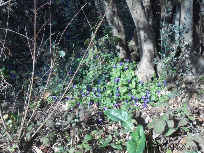 Istra, Peruški, građevinsko zemljište na dobroj lokaciji - 5