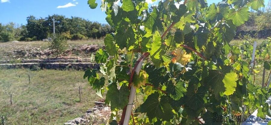 Istra, okolica Svetvinčenta, veliko zemljište, građevinsko i - 3
