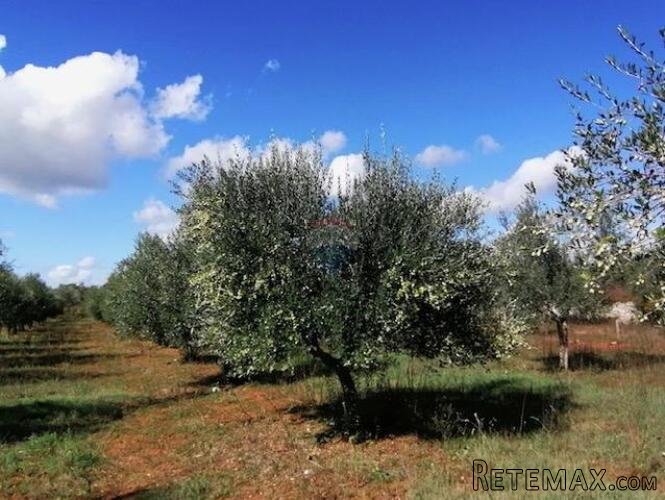 Istra,Vodnjan - maslinik ekološkog uzgoja -175 maslina