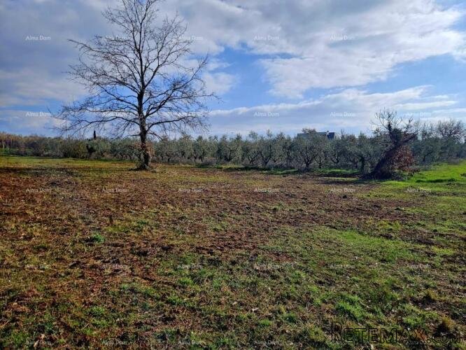 Prodaja građevinskog zemljišta s pogledom na more, Novigrad! - 3