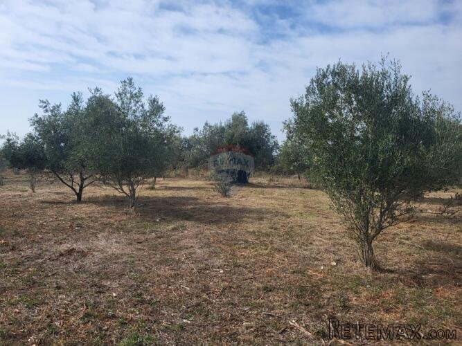Istra, Galižana, maslinik sa kažunom - 2