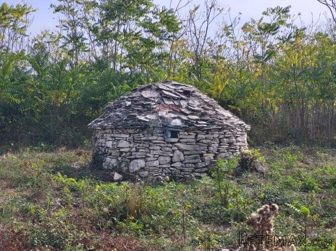 Istra, Galižana, maslinik sa kažunom - 4