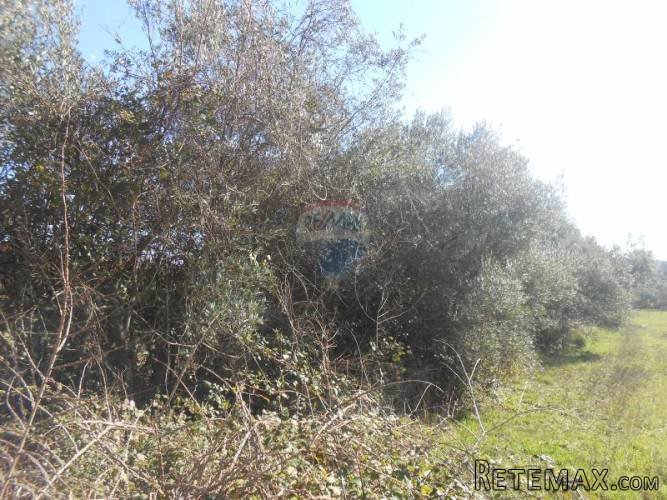 Istra, Peruški, građevinsko zemljište na dobroj lokaciji - 3