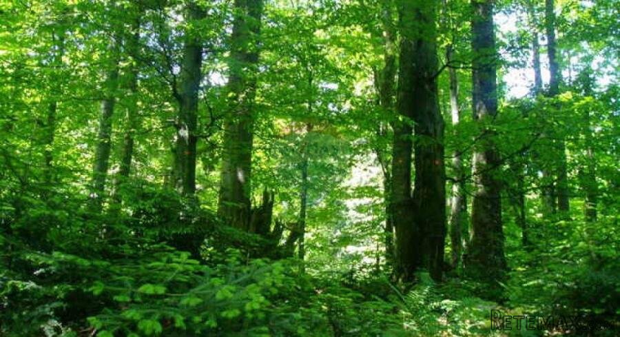 Istra, Bale, poljoprivredno zemljište