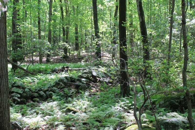 Land For Sale: Conant Valley Road Pound.. - 2
