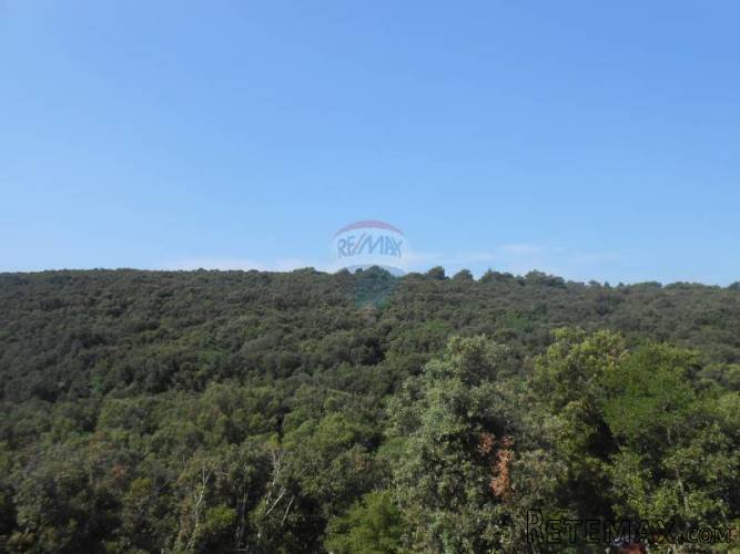 Istra, Marčana, Peruški, šuma - 5