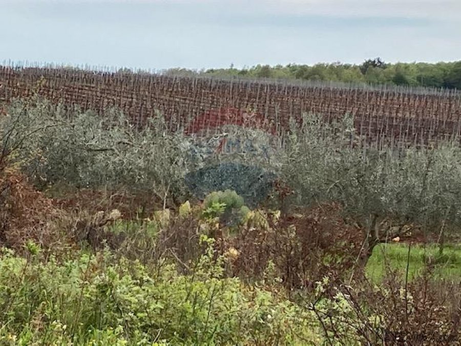 Poreč, okolica, poljoprivredno zemljište 30000m2