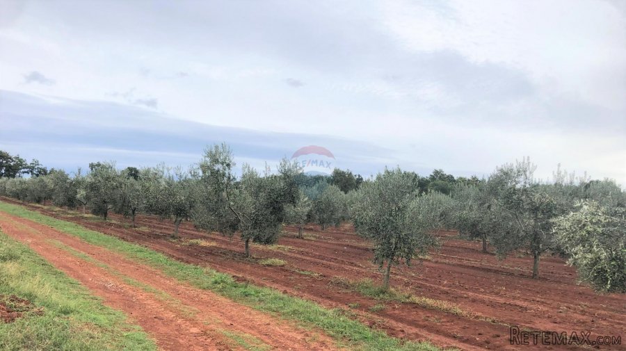 Umag, Lovrečica, maslinik 9260 m2 - 2