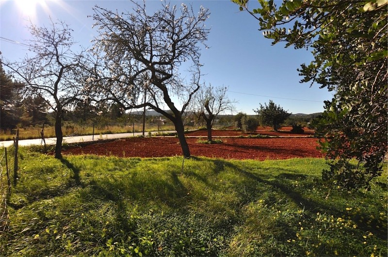 Property - Ibiza - For Sale