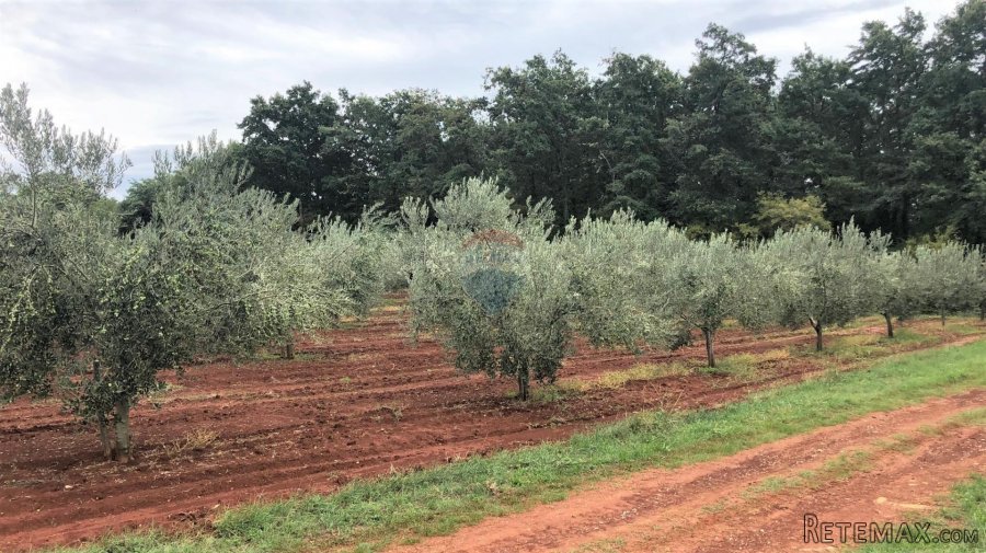 Umag, Lovrečica, maslinik 9260 m2 - 4
