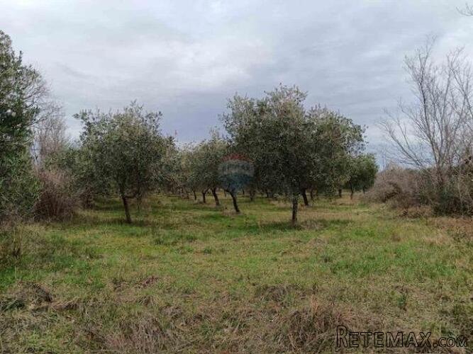 ISTRA,Vodnjan - maslinik sa 150 maslina - 2