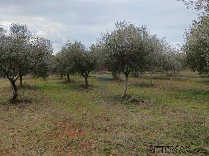 ISTRA,Vodnjan - maslinik sa 150 maslina - 3