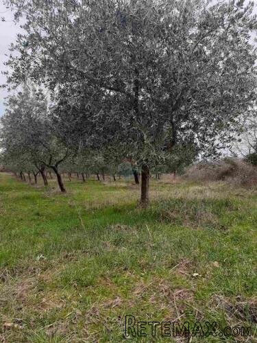 ISTRA,Vodnjan - maslinik sa 150 maslina - 4