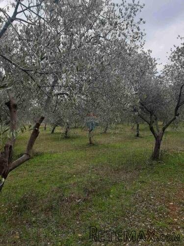 ISTRA,Vodnjan - maslinik sa 150 maslina - 5