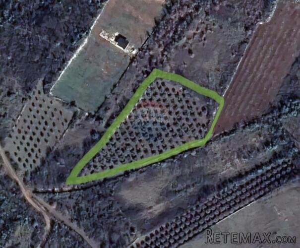 ISTRA,Vodnjan - maslinik sa 150 maslina - 6