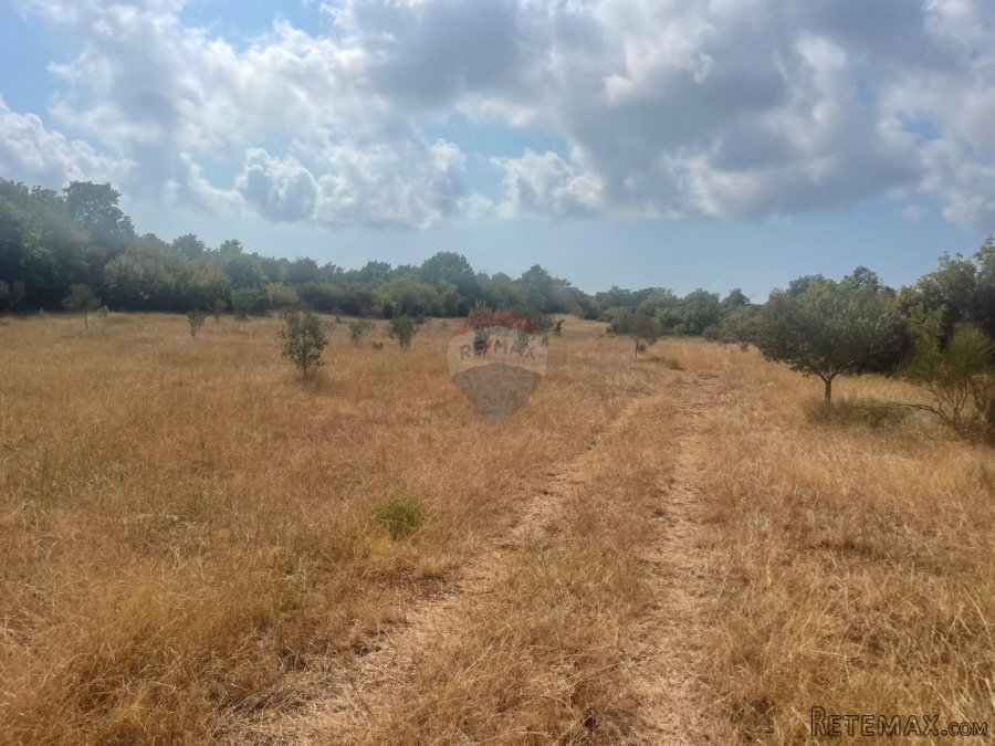 Istra,Bale,poljoprivredno zemljište sa maslinama - 2