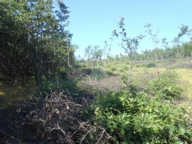 Istra, Vodnjan, Majmajola, šuma na prodaju - 4
