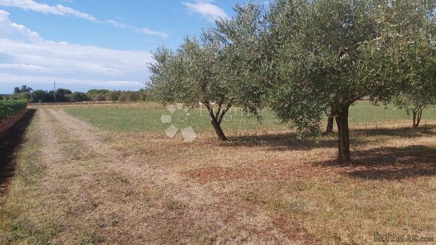 Prekrasno imanje u Marčani - 2