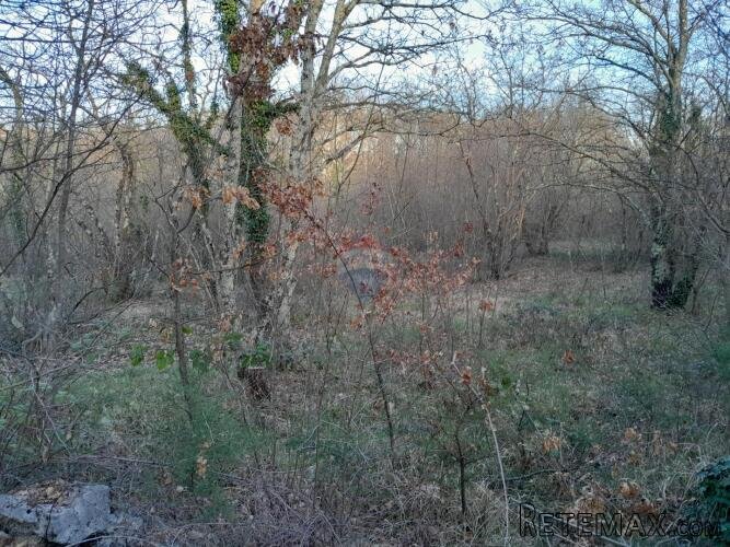 Istra,Orbanići,šuma i pašnjaci