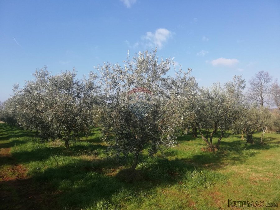 Istra, Novigrad - Poljoprivredno zemljište sa legaliziranim